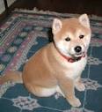 Images-8 lily the dogie