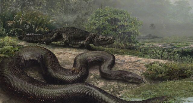 File:Largest-snake-ever-crop.jpg