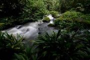 Jungle