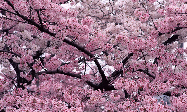 File:Cherrytrees.jpg