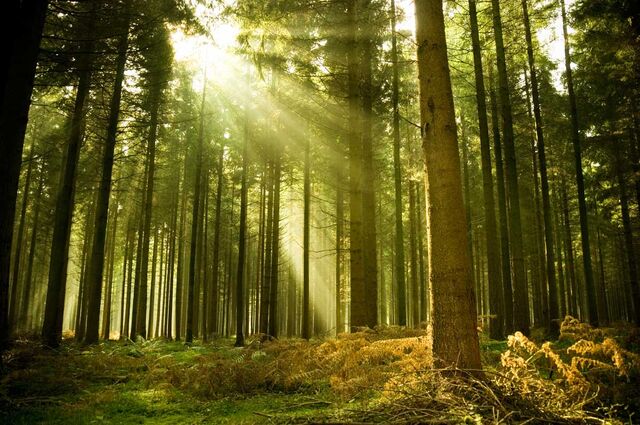 File:Forest .jpg