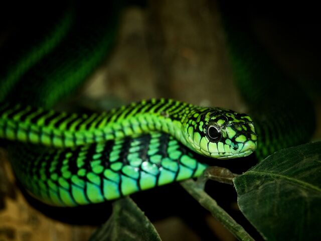 File:Boomslang Mutt.jpg