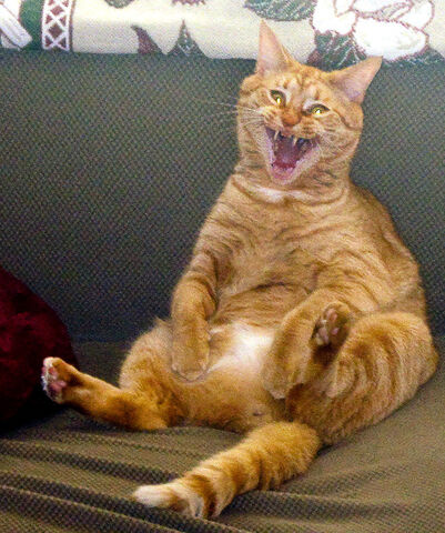 File:Happy-cat---photo-of-the-day-7a021b649c14e7ea.jpg