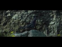 Mockingjay (Bird).jpeg