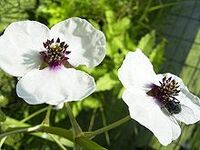 220px-SagittariaSagittifolia-bloem-kl