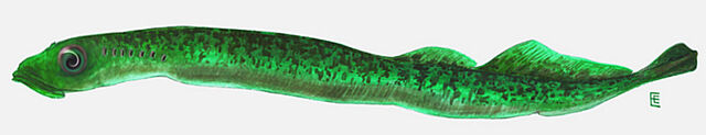 File:Lamprey Mutt.jpg