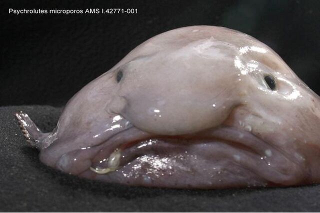 File:729274-weird-creatures.jpg