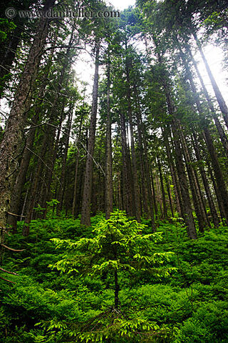 File:Small-tree-in-tall-forest-big.jpg