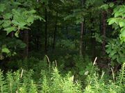 Arena Forest