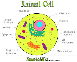 File:Animal cell.png