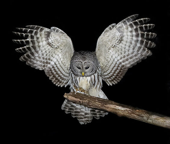 File:Owl Mutt.jpg