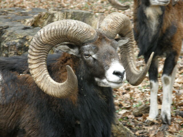File:Muffelwild12 4 2008 007.jpg
