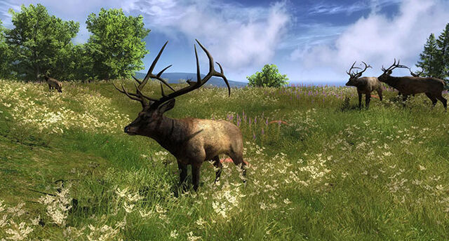 Fichier:Slider elk001.jpg