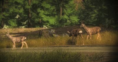 Roe Deer3.jpg
