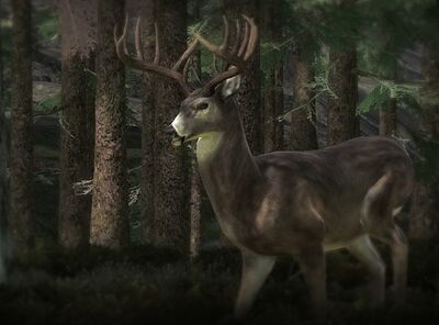 Whitetail02.jpg