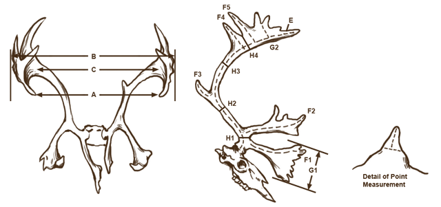 Datei:Antlers reindeer.png