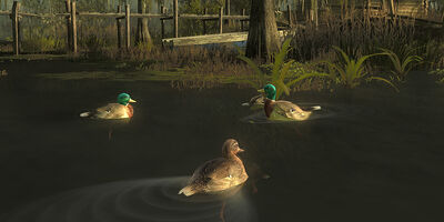 Ducks2.jpg