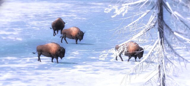 Datei:Bison1.jpg