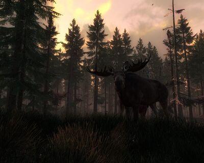 Moose 08.jpg