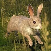 Kaninchen Hauptseite.jpg