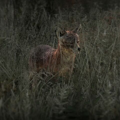Datei:Graufuchs.jpg