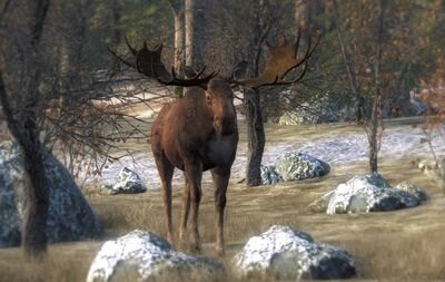 Moose 06.jpg