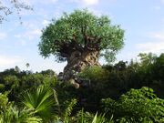 Animal-kingdom-tree-of-life