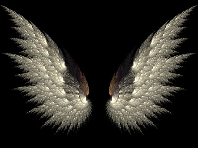 File:Brown wings black background.jpg