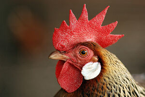 DennisTheChicken
