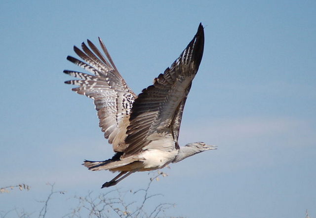 File:Kori Bustard1.png