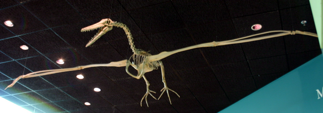 File:Pelagornis.png
