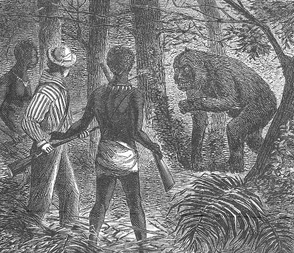 Gorilla