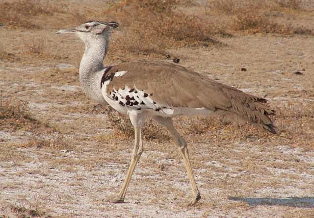 File:Kori Bustard2.png