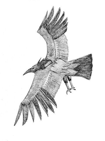 File:Moth246.jpg