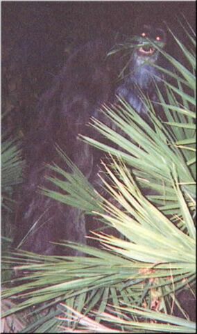 File:Myakka ape2 closeup.jpg