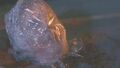 Thumbnail for version as of 21:49, June 3, 2011