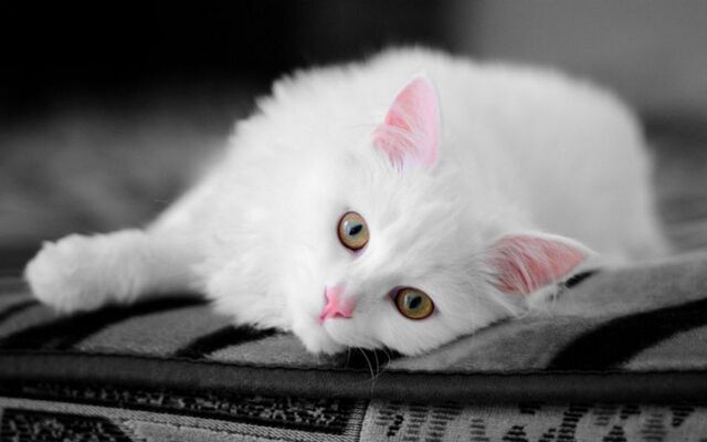 File:Beautiful-Cat-cats-16124046-1280-800.jpg