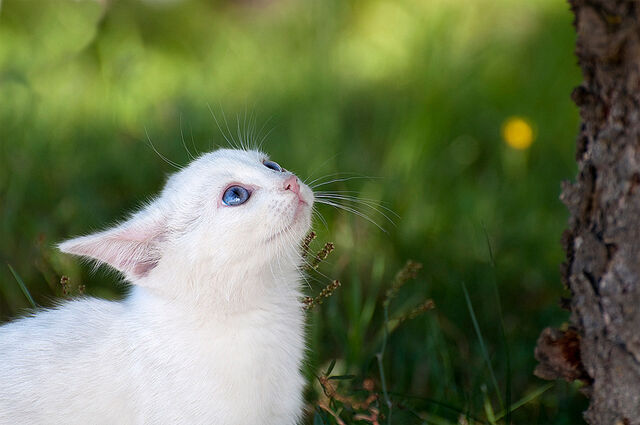 File:White-cat-blue-eyes.jpg