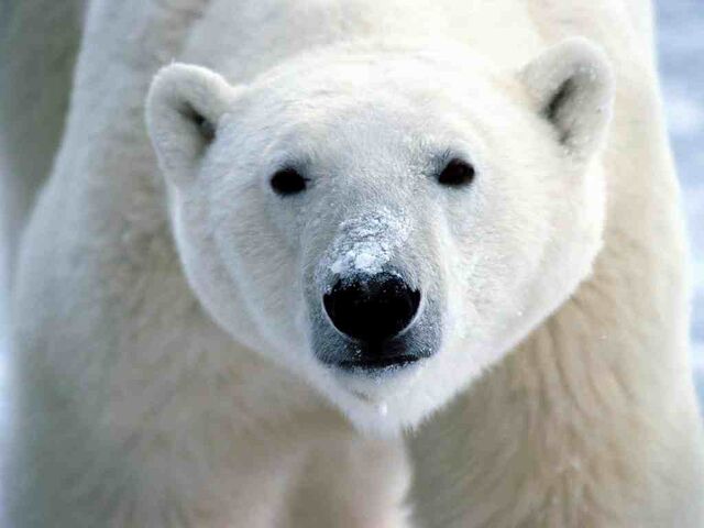 File:Polar-bear.jpg