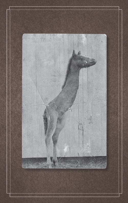 File:Deirdre the Emu-Raffe.png