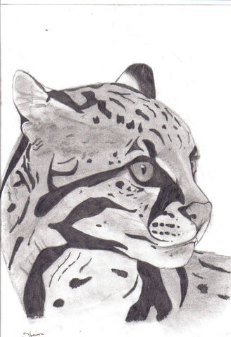 File:Ocelot.jpg