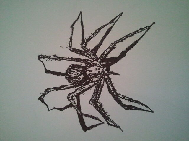 File:Spider.jpg