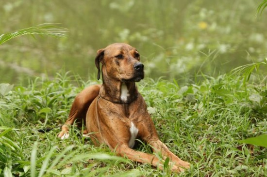 File:River Dog.jpg