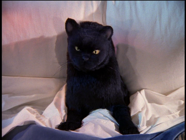 File:Salem in Sabrina's Bed.png