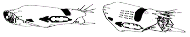 File:Magdomilla aft.gif