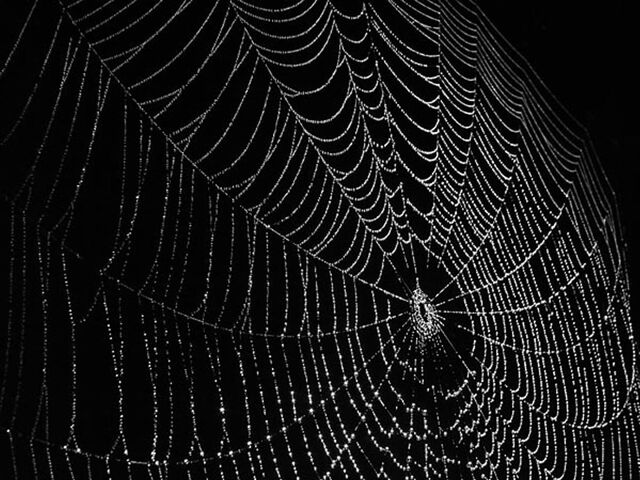 File:Spider-web.jpg