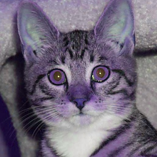 Image Purple  cat  jpg The Slender Man Wiki FANDOM 