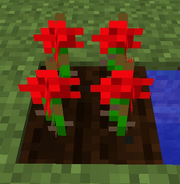 Rosescrop