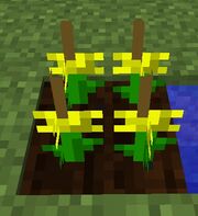 Dandelioncrop