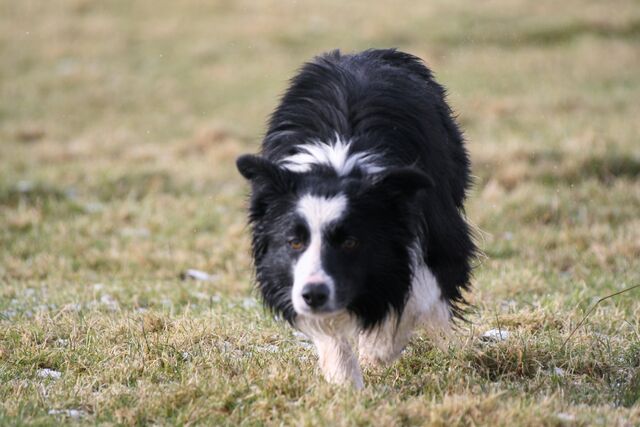 File:Dog.jpg